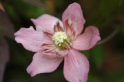 Clematis 'Sunrise PBR'
