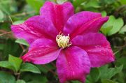 Clematis 'Sunset'