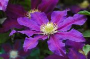 Clematis 'The Vagabond'