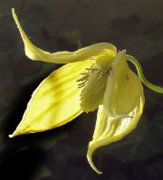 Clematis 'tibetana subsp. tangutica'