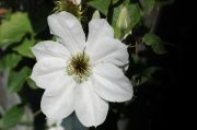 Clematis 'Valge Daam'