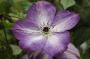 Clematis viticella 'Venosa Violacea'