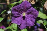 Clematis 'Victoria'