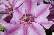Clematis 'Violetta'