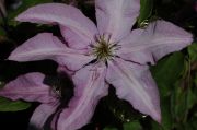 Clematis 'Vyvyan Pennell'