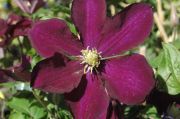 Clematis 'Warszawska Nike'