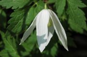Clematis alpina 'White Columbine'