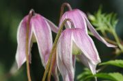 Clematis alpina 'Willy'