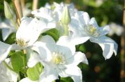 Clematis 'Yukikomachi'