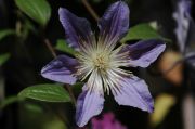Clematis 'BLUE RIVER' Zoblueriver PBRaf & PPaf