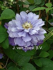 Clematis 'Beauty of Worcester'