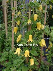 Clematis I AM� YELLOW 'Bells of Emei Shan'