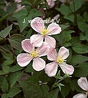 Clematis montana 'Gothenburg'