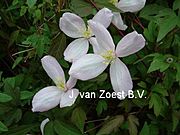 Clematis montana 'Hidcote'