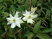 Clematis montana 'Jacqui'