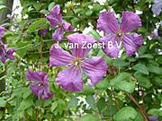 Clematis 'Kaaru'