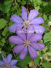 Clematis 'Lawsoniana'