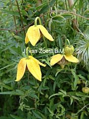 Clematis 'Shorty'