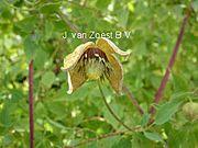 Clematis 'Tibetan Mix'