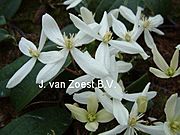 Clematis 'armandii'