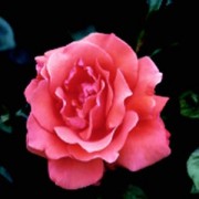Rose Alexander