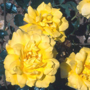 Allgold Climber