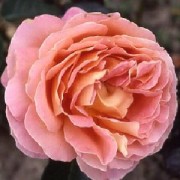 Rose Alpine Sunset
