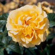 Amber Queen