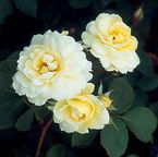 Rose Anna Zinkeisen (Harquhling)