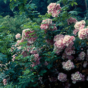 Apple Blossom