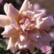 Arethusa