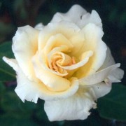 Belle Lyonnaise