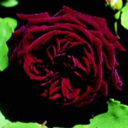 Black Prince