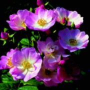 Blush Rambler