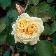 Bouquet d'Or