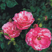 Rose Bright Ideas