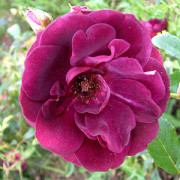 Burgundy Ice