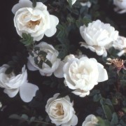 Burnet Double White