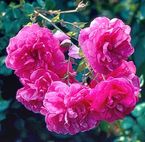 Rose Cerise Bouquet