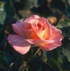 Rose Chicago Peace