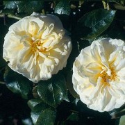 Rose Clarence House