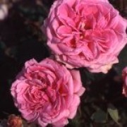 Columbian Climber