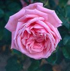 Coral Dawn