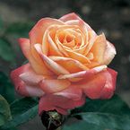 Rose Dorothy Wilson