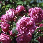 Duc de Fitzjames