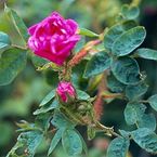 Duchesse de Verneuil