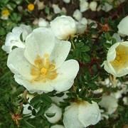 Dunwich Rose