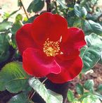 Rose Dusky Maiden