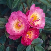 Rose Erfurt