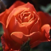 Rose Fellowship